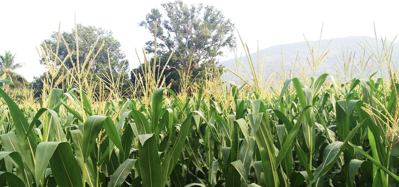 Agro Enviro Initiatives